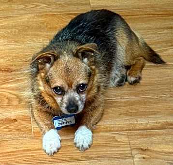 Photo of Zephyr