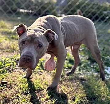 Photo of BOOMER