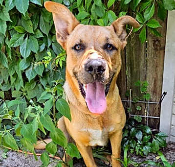 Photo of Stray-Hopp Lane-Inverness-avai