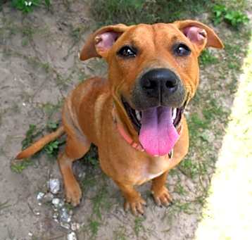 Photo of Stray Deltona Avail 5/22