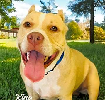 Photo of KING