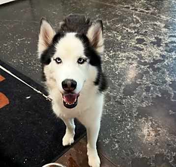 Photo of Bolt