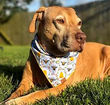 Photo of Honey