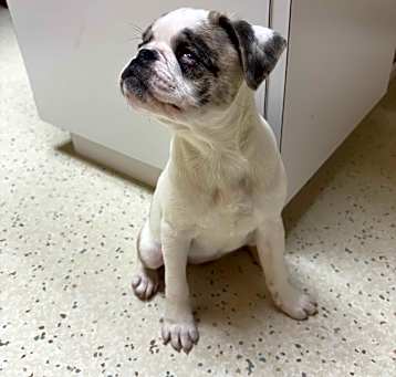 Photo of Bing (PA) HAPPY Girl!