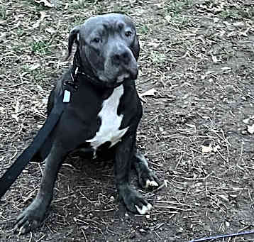 Photo of Dopey
