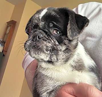 Photo of Crosby (PA) SWEET puppy!