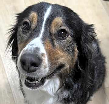 Photo of Millie