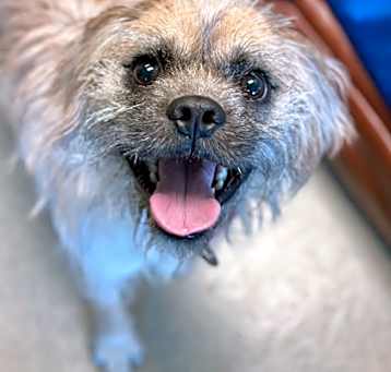 Photo of Kodi