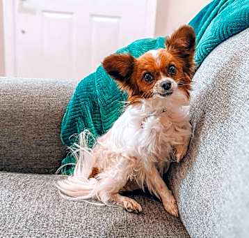 Photo of Daisy