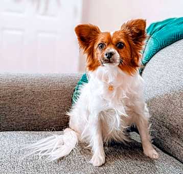 Photo of Rosie