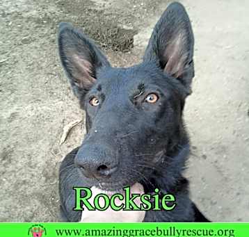 Photo of Rocksie (Rockin Ranera)