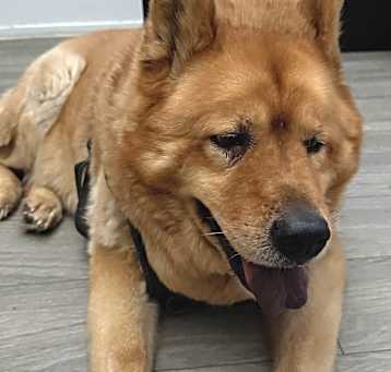 Photo of Nala