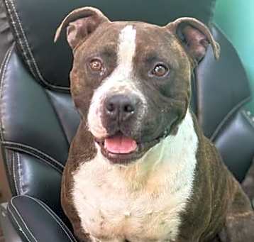 Photo of Drogan - The BEST Boy!