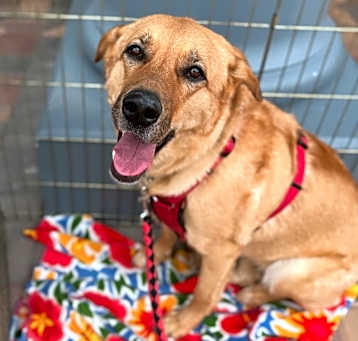 Photo of Goldilocks