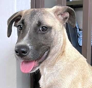Photo of LUDO