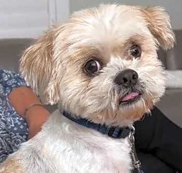 Photo of Archie