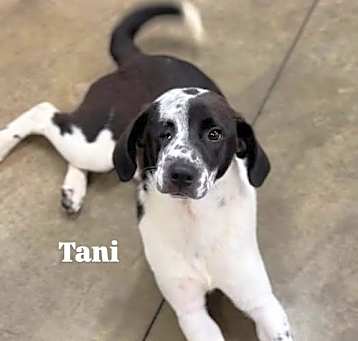 Photo of Tani