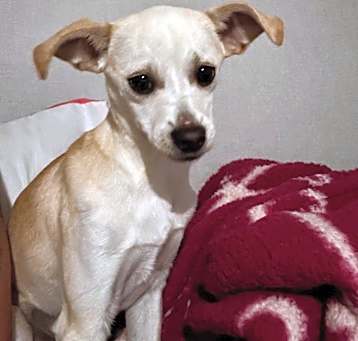 Photo of Nacho