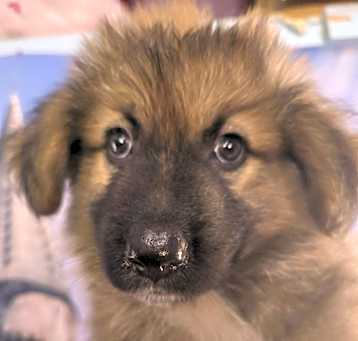 Photo of Hagrid