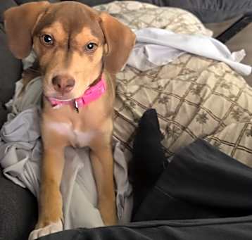 Photo of Cookie