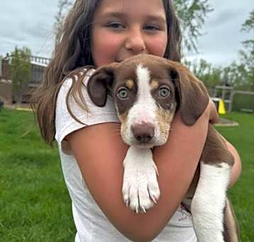 Photo of Brownie