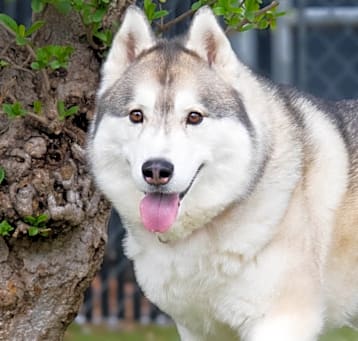 Photo of Max