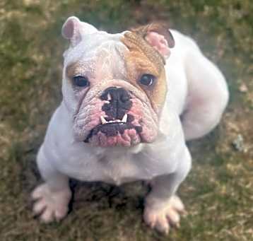Photo of Dottie