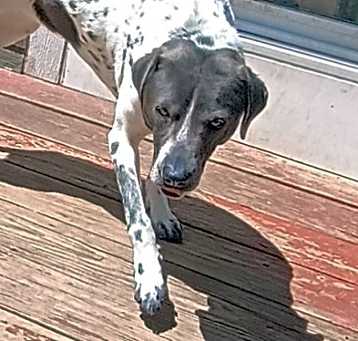 Photo of Amaya