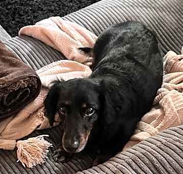 Photo of Ruby