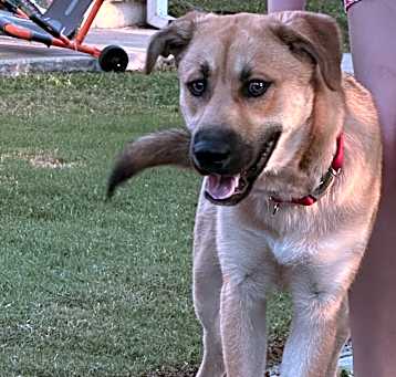 Photo of CHARLIE