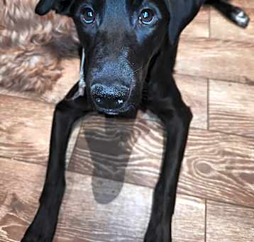 Photo of Luna