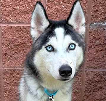 Photo of Zoomer