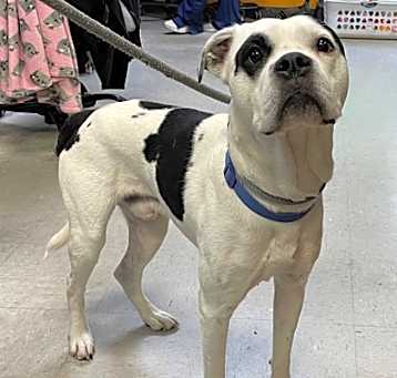 Photo of Stray *Apollo* Reynolds Ave Av