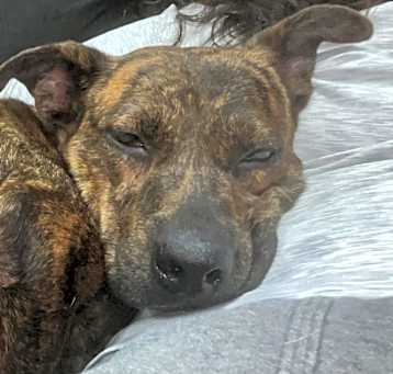 Photo of Daisy