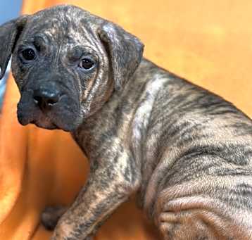 Photo of Cain