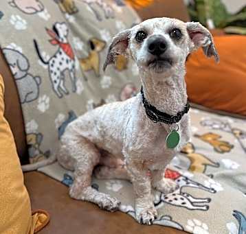 Photo of Copito