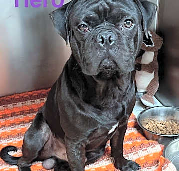 Photo of Hero