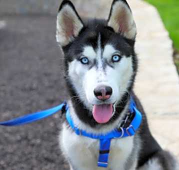 Photo of Kobi