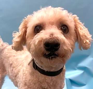 Photo of Coby