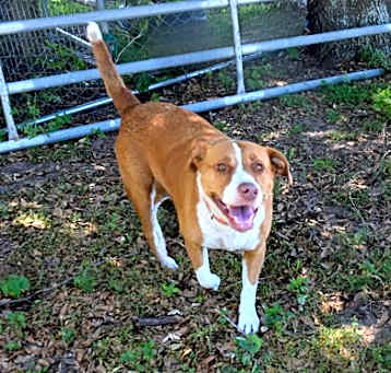 Photo of Stray *Piper*/N Lecanto Hwy/Av