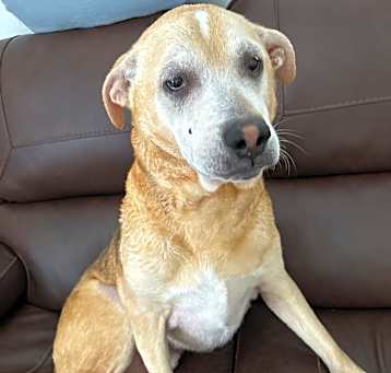 Photo of Bosco