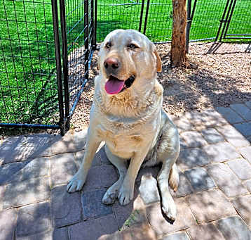 Photo of Arlo