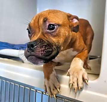 Photo of 5/19/20 Walker Ave Stray