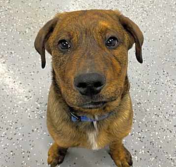 Photo of Milo