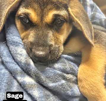Photo of Sage