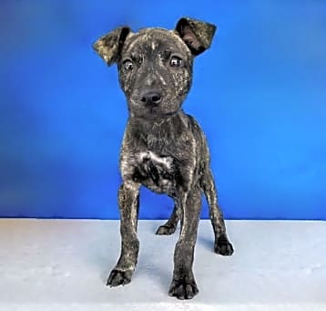 Photo of VIOLET