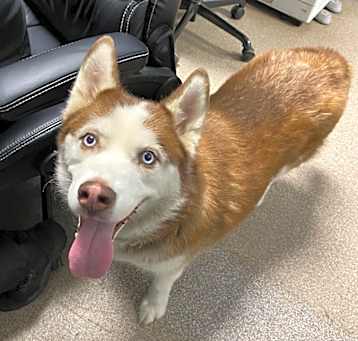 Photo of Koda