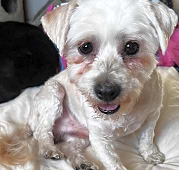 Photo of Casper