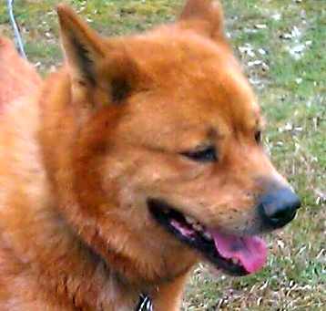 Photo of BOOMER