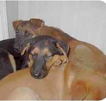 Photo of shep puppies